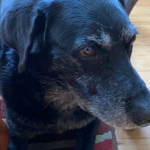 Meet your Posher, Heidi